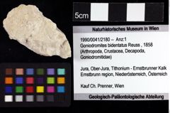 Foto (Objket + Etiketten) von Goniodromites bidentatus (Reuss, 1858) 